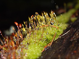 苔,露水,綠色