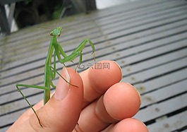 螳螂,甲蟲，昆蟲,昆蟲