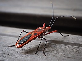 昆蟲,紅色,野生動物