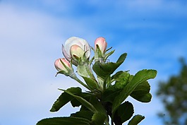 春天,開花,天空