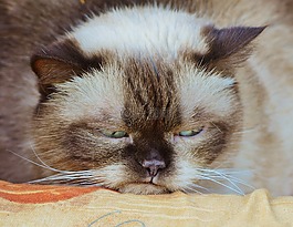猫,英国短毛猫,脾气