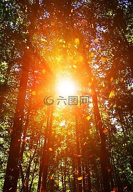 太陽,陽光,條例草案