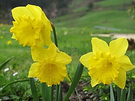 喇叭水仙,黃色,花園