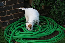 白狗,狗,白