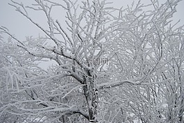 寒冬,樹,雪