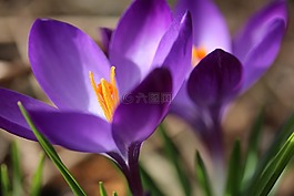 春天,藏紅花,花