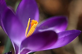春天,藏紅花,花
