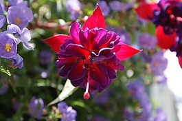 倒掛金鐘,花,花的