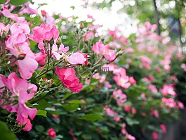 春天,花卉,鮮花