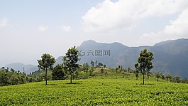 茶花園,自然,人工林