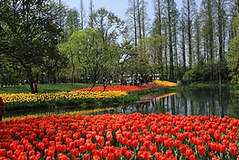 郁金香,風景,春天