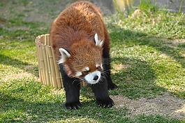 小熊貓,動(dòng)物園,可愛的動(dòng)物