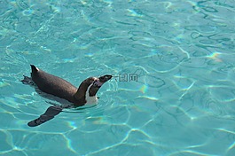 企鵝,游泳,水族館