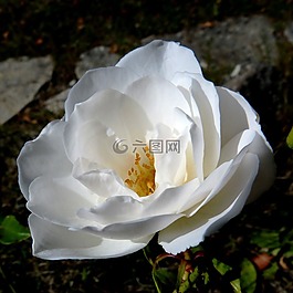 白玫瑰,鮮花,宏