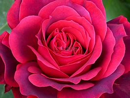 羅莎,花瓣,前景色