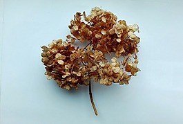 秋季,繡球花,鮮花