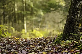 木材,性质,树