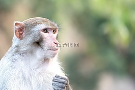 猴子,野生動(dòng)物,動(dòng)物