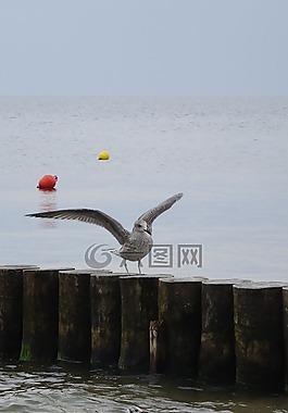 海,鳥(niǎo),動(dòng)物