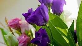 自然,植物區(qū)系,葉