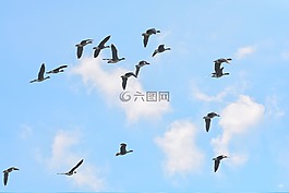 鵝,鳥,家禽