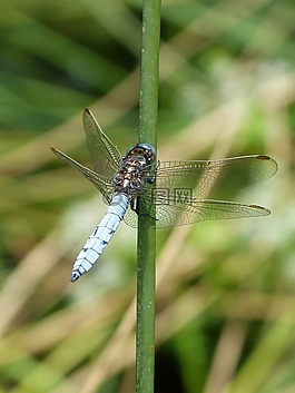 蜻蜓,蓝蜻蜓,orthetrum coerulescens