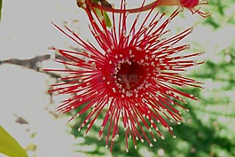 紅色,花,澳大利亞