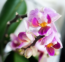蘭花,花,廠