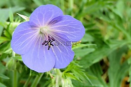 野花,開花,藍(lán)色