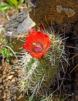 仙人掌,盛開,花