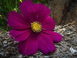 宇宙,花,自然