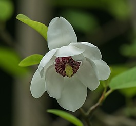 花,廠,葉子