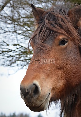 馬,動物,馬頭