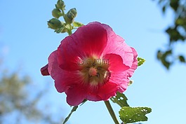 開花,開花枝,粉紅色