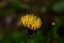 性質(zhì),花,戶外活動(dòng)