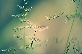 性質(zhì),草,種子