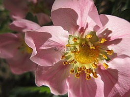 草莓花,草莓,草莓植株
