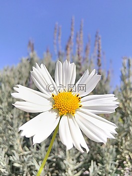 花卉,春天的花朵,性質(zhì)