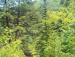 樹(shù),多彩,有機(jī)