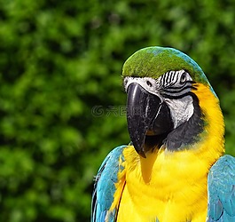 blauara,鸚鵡,鳥