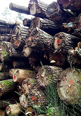 holzstapel,樹(shù)干,秋季
