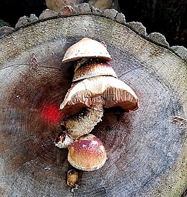 蘑菇,秋季,森林