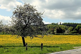 westerwald,蒲公英,草地