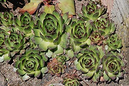植物,幼樹,性質(zhì)