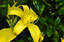 百合,開花,黃色
