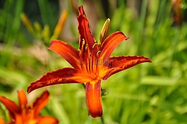百合,開(kāi)花,橙