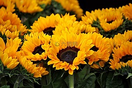 向日葵,開花,鮮花