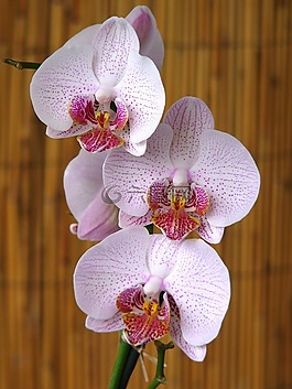 蘭花,花,桿