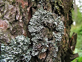 青苔,树皮,树