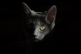 貓咪,動物,貓